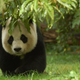 Illustration for article titled Here’s Why We’re Not Overrun With Adorable Baby Giant Pandas